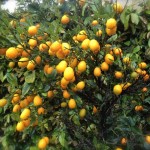 Thumbnail of post image 074