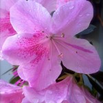 Thumbnail of post image 160