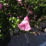 Thumbnail of post image 168