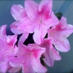 Thumbnail of post image 043