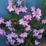 Thumbnail of post image 146